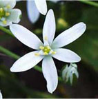 Classic Flowers - Star of Bethlehem